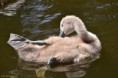 /album/fotogalerij/zwanen240614-023-jpg/